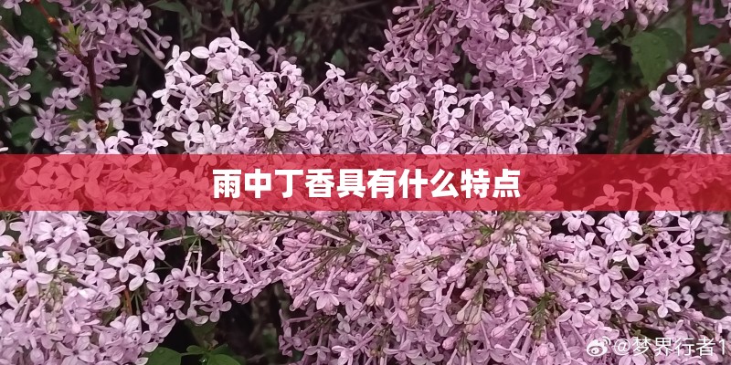 雨中丁香具有什么特点