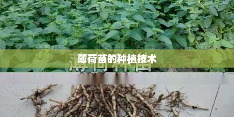 薄荷苗的种植技术