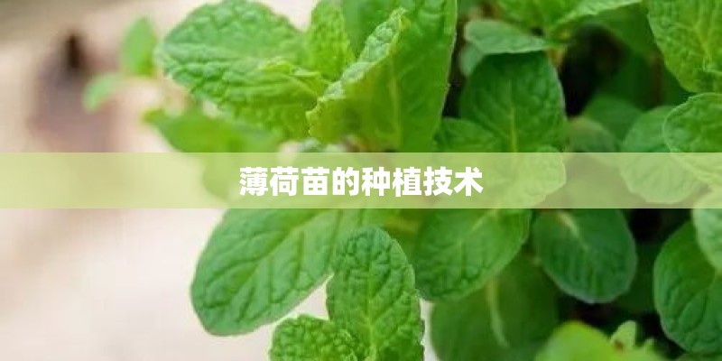 薄荷苗的种植技术
