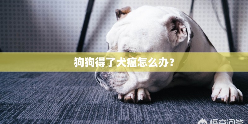 狗狗得了犬瘟怎么办？