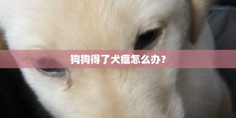 狗狗得了犬瘟怎么办？