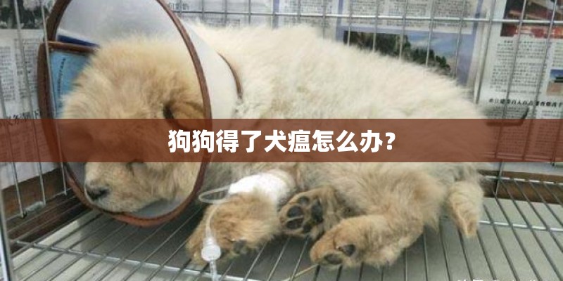 狗狗得了犬瘟怎么办？