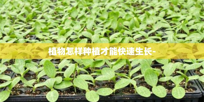 植物怎样种植才能快速生长-