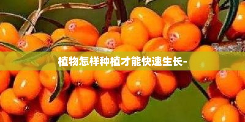 植物怎样种植才能快速生长-