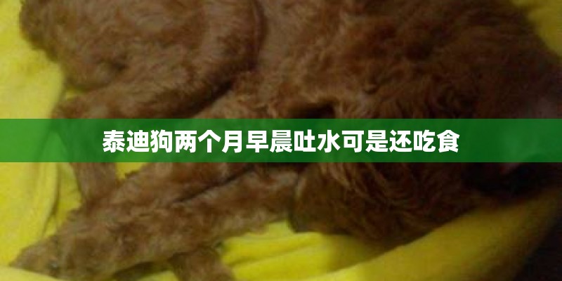 泰迪狗两个月早晨吐水可是还吃食