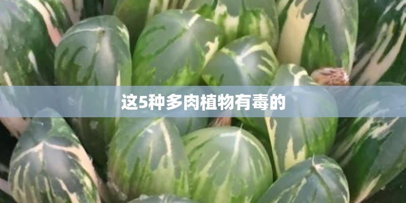 这5种多肉植物有毒的