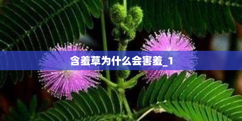 含羞草为什么会害羞_1