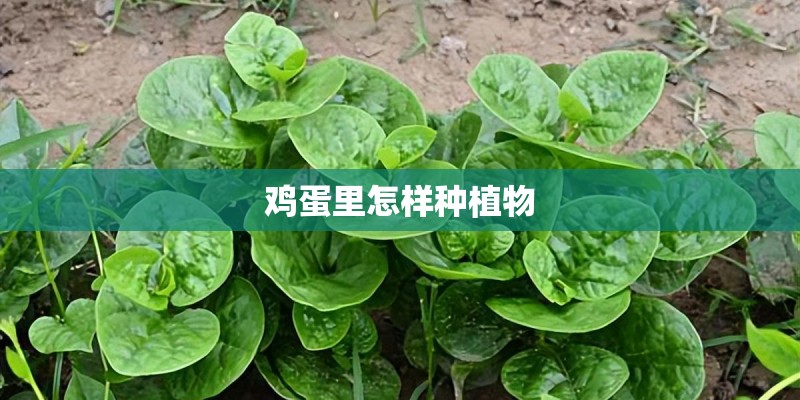 鸡蛋里怎样种植物