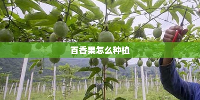 百香果怎么种植