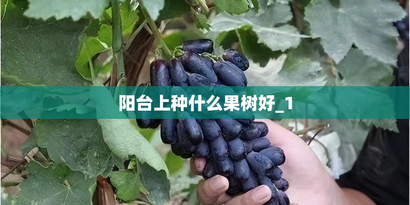阳台上种什么果树好_1