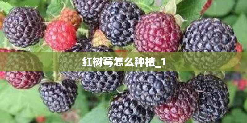 红树莓怎么种植_1