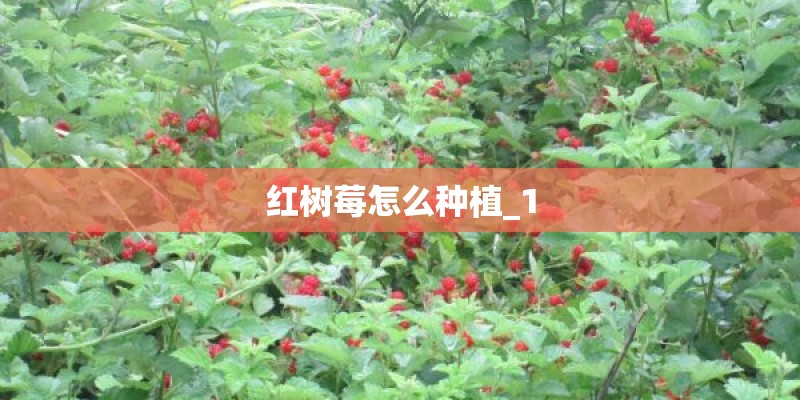 红树莓怎么种植_1