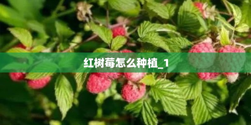 红树莓怎么种植_1