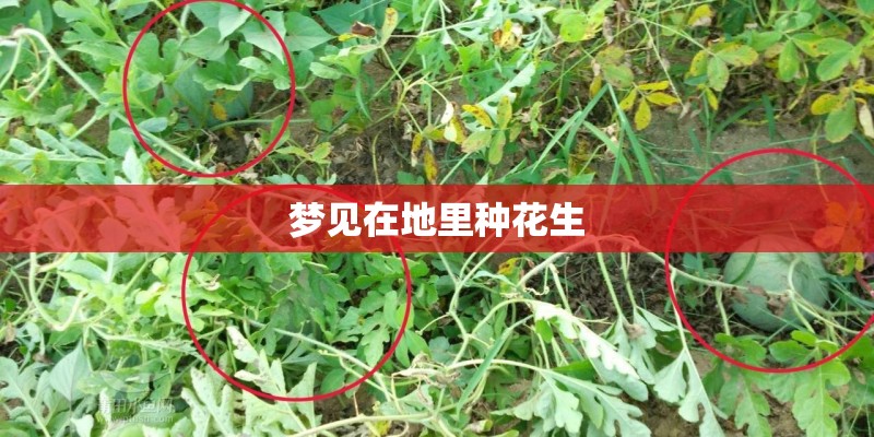 梦见在地里种花生