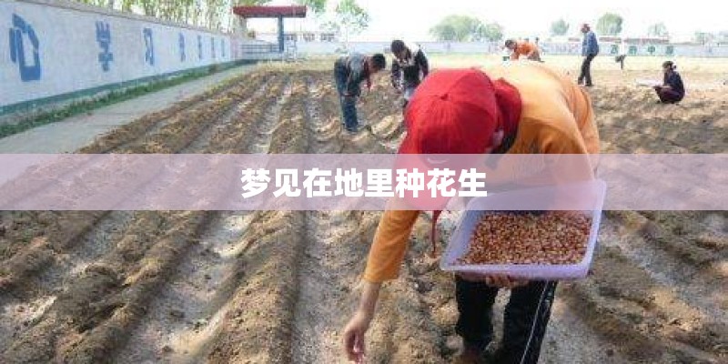 梦见在地里种花生
