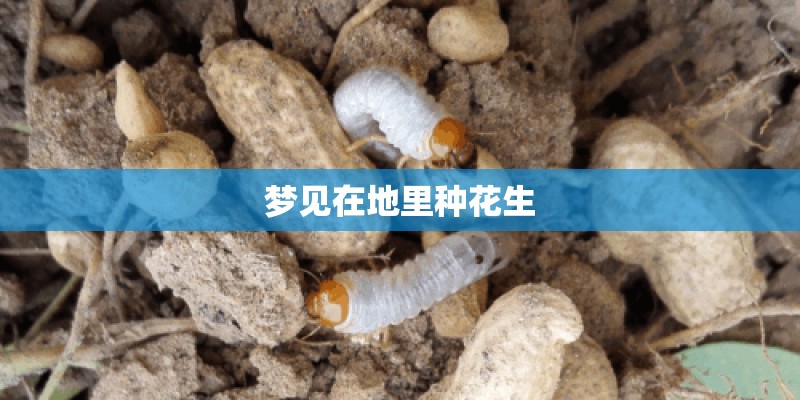 梦见在地里种花生