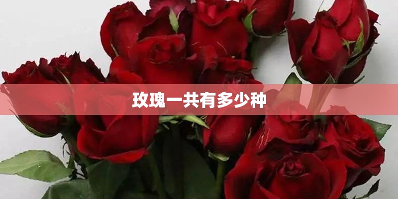 玫瑰一共有多少种