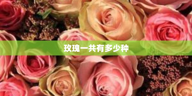 玫瑰一共有多少种