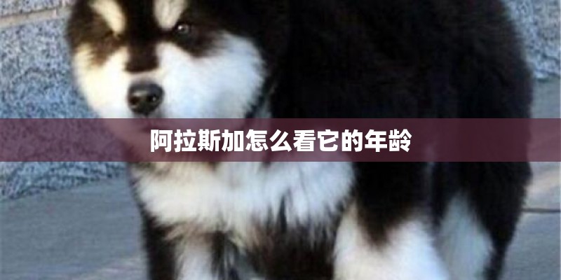 阿拉斯加怎么看它的年龄