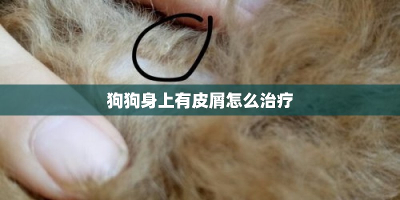 狗狗身上有皮屑怎么治疗