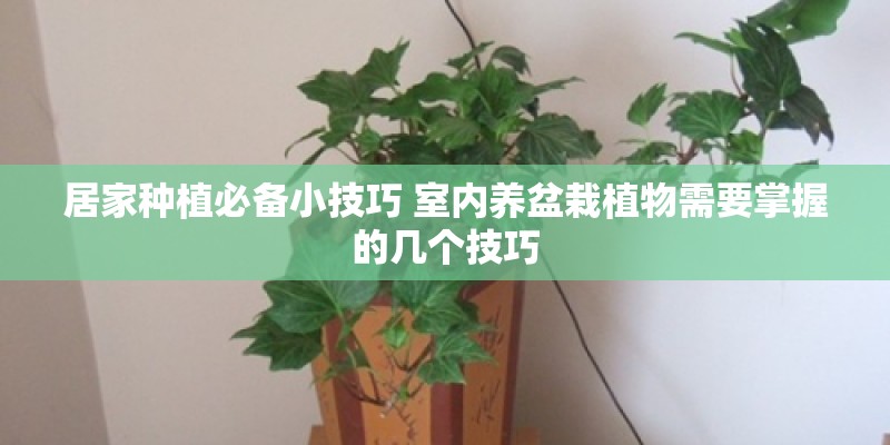 居家种植必备小技巧 室内养盆栽植物需要掌握的几个技巧