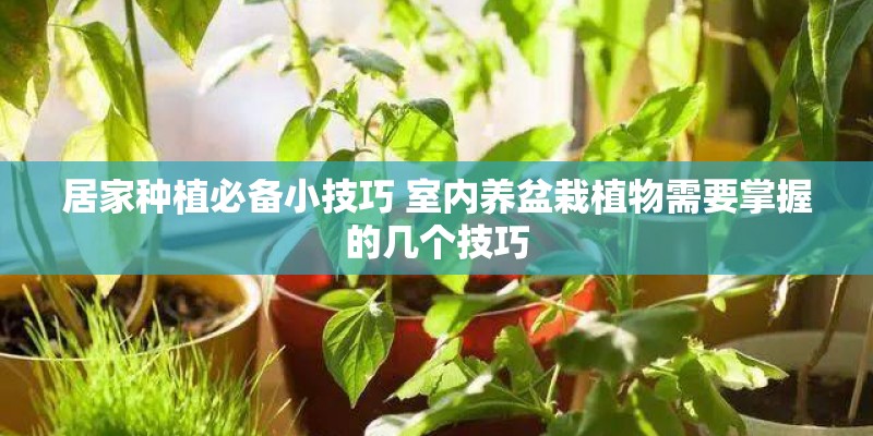 居家种植必备小技巧 室内养盆栽植物需要掌握的几个技巧