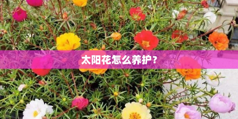 太阳花怎么养护？