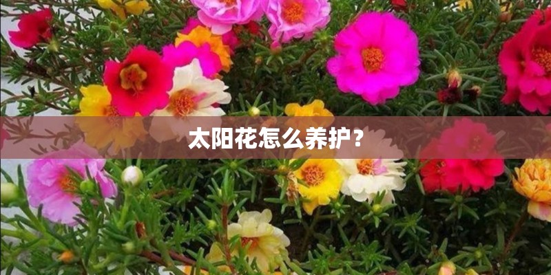 太阳花怎么养护？