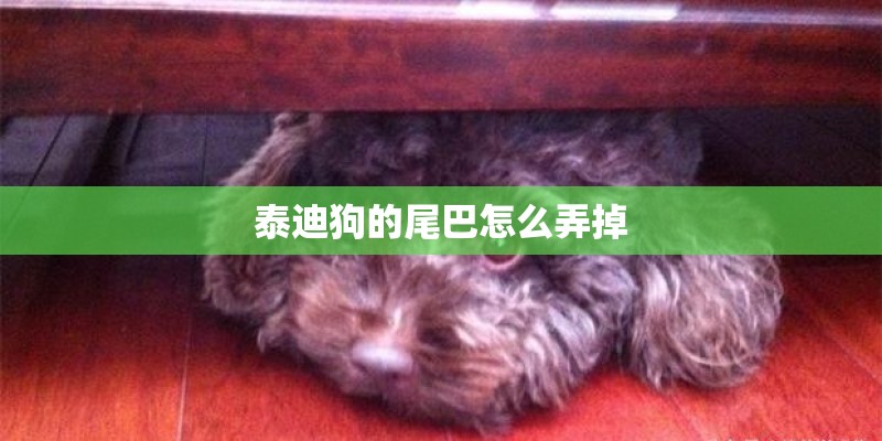 泰迪狗的尾巴怎么弄掉
