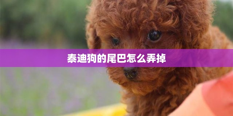 泰迪狗的尾巴怎么弄掉