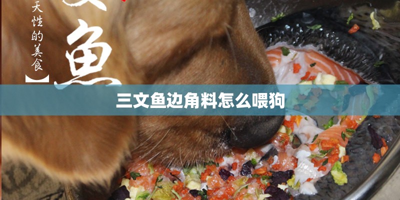 三文鱼边角料怎么喂狗