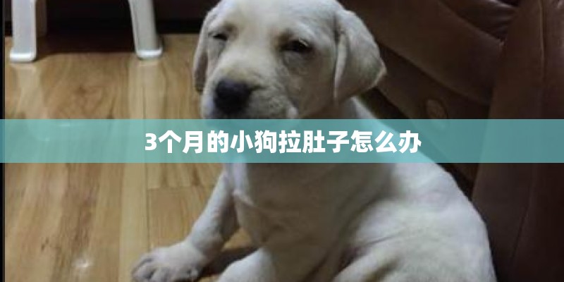 3个月的小狗拉肚子怎么办