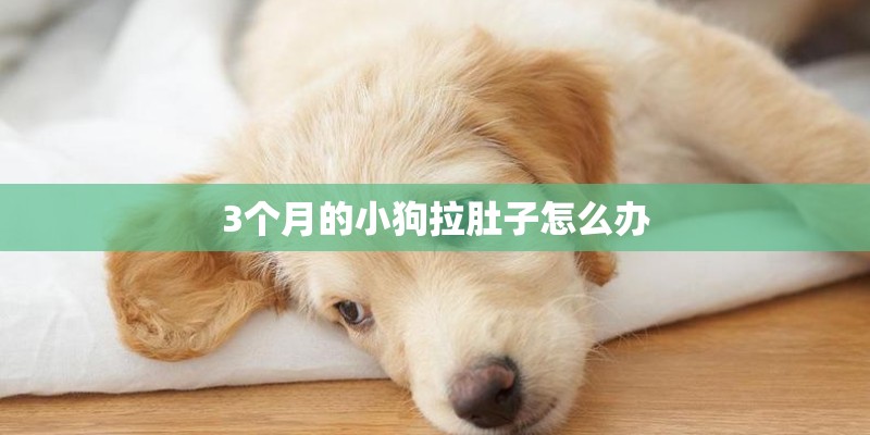 3个月的小狗拉肚子怎么办