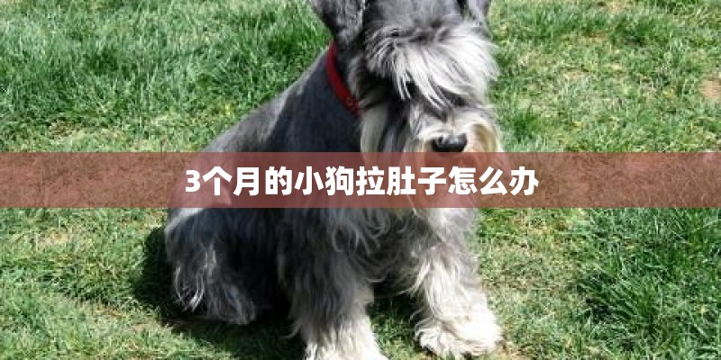 3个月的小狗拉肚子怎么办