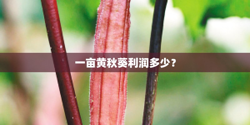 一亩黄秋葵利润多少？