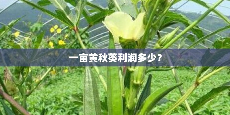 一亩黄秋葵利润多少？