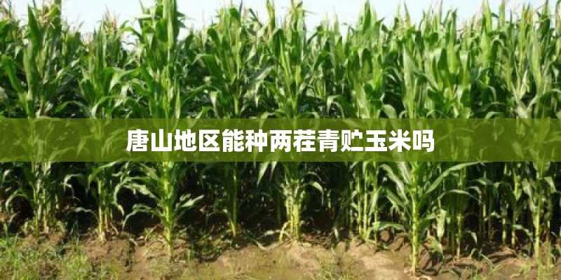 唐山地区能种两茬青贮玉米吗