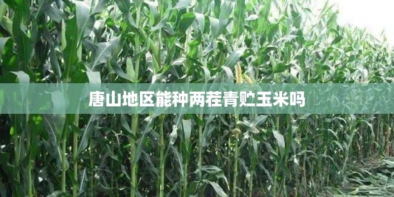 唐山地区能种两茬青贮玉米吗