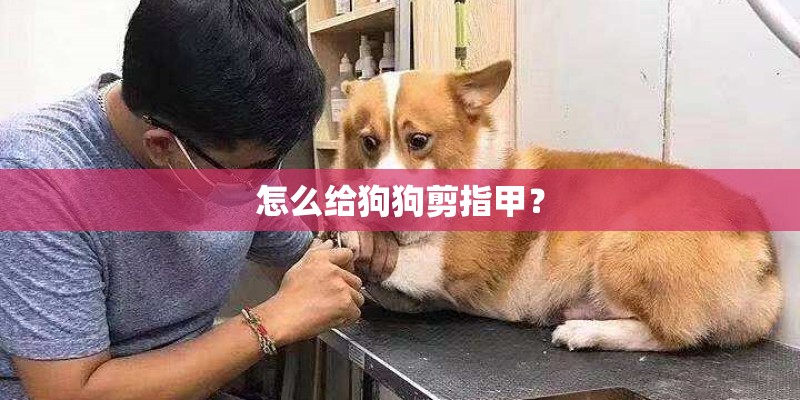 怎么给狗狗剪指甲？