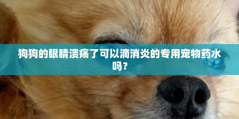 狗狗的眼睛溃疡了可以滴消炎的专用宠物药水吗？