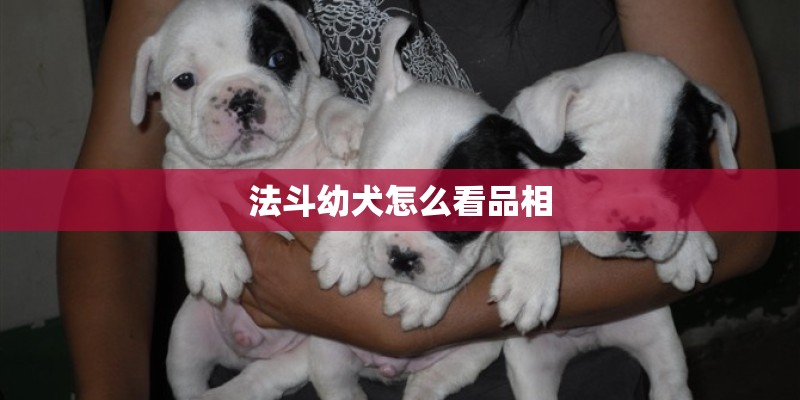 法斗幼犬怎么看品相