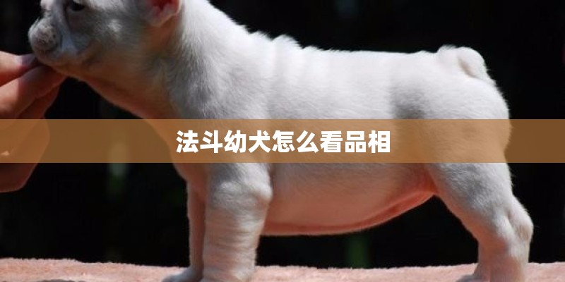 法斗幼犬怎么看品相