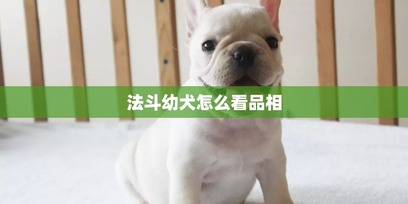 法斗幼犬怎么看品相