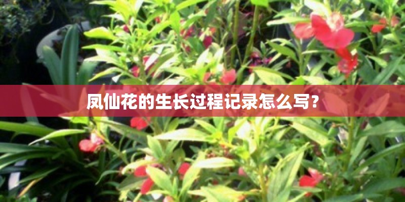 凤仙花的生长过程记录怎么写？