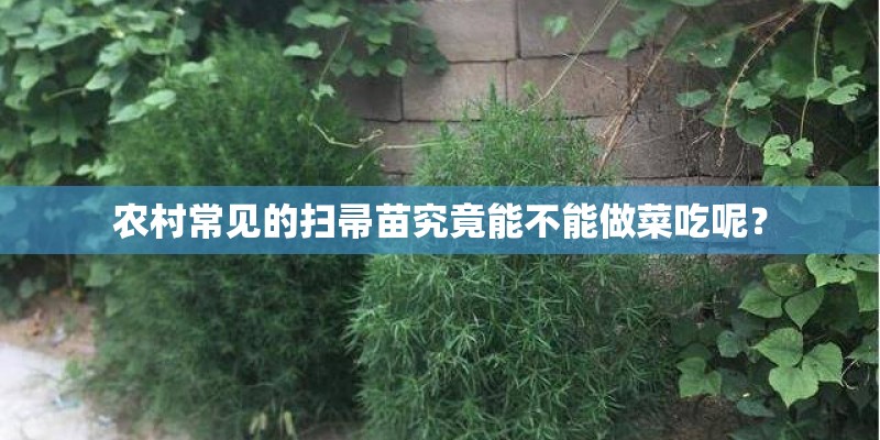 农村常见的扫帚苗究竟能不能做菜吃呢？