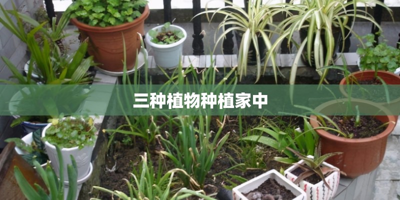 三种植物种植家中