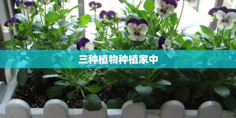 三种植物种植家中