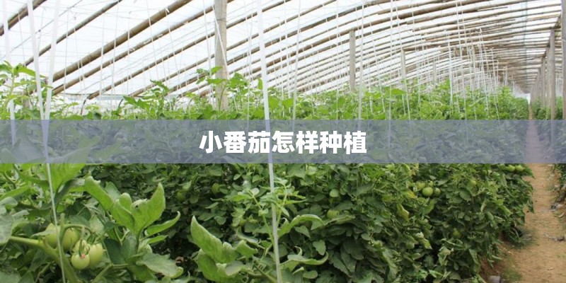 小番茄怎样种植