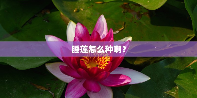 睡莲怎么种啊？