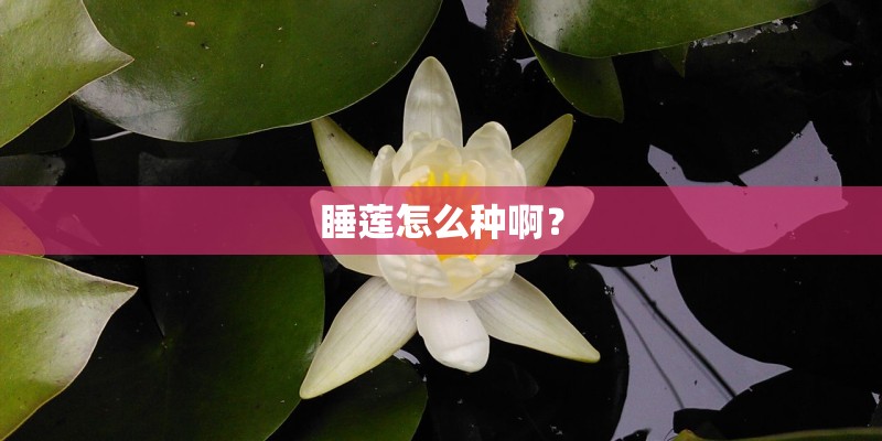 睡莲怎么种啊？